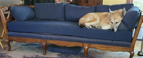 New dog friendly sofa cushion