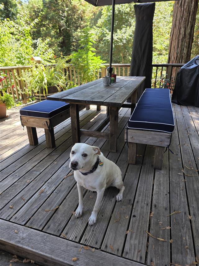 2 custom bench cushions - square corners - set in boxed construction with Sunbrella Navy fabric and double welt white trimming, polyurethane foam with fiber batting, 4 ties at all corners