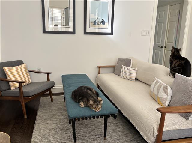 custom bench cushion - square corners - set in waterfall construction with Sunbrella Blend Lagoon fabric, polyurethane foam with fiber batting, no ties, and an adorable cat named Soren