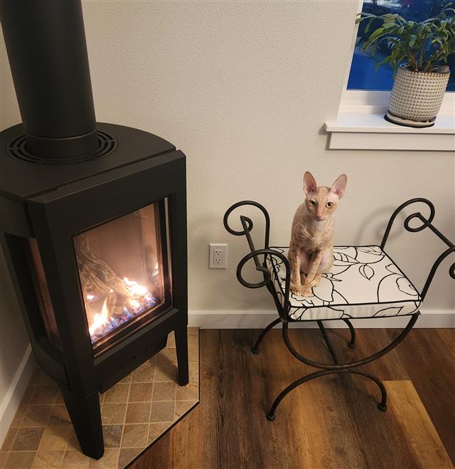 Custom bench cushion - square corners - set in boxed construction with Sunbrella Veranda Night fabric and Double Welt Raven Black trimming, polyurethane foam with fiber batting, no ties, ADORABLE CAT